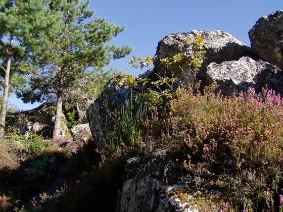 Roches de Mazuras Bild